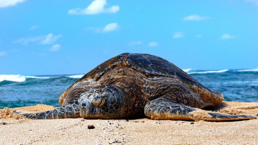 Funafuti Marine Conservation Area, Funafuti Atoll, Tuvalu